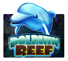 dolphin reef